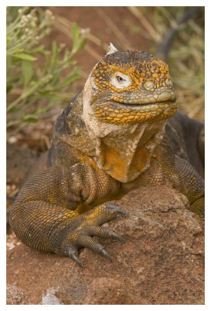 Galapagos Land Iguana, Galapagos Islands, Ecuador-Paper Art-34X50