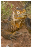 Galapagos Land Iguana, Galapagos Islands, Ecuador-Paper Art-34X50
