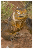 Galapagos Land Iguana, Galapagos Islands, Ecuador-Paper Art-42X62