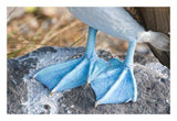Blue-Footed Booby Feet, Galapagos Islands, Ecuador-Paper Art-26X18
