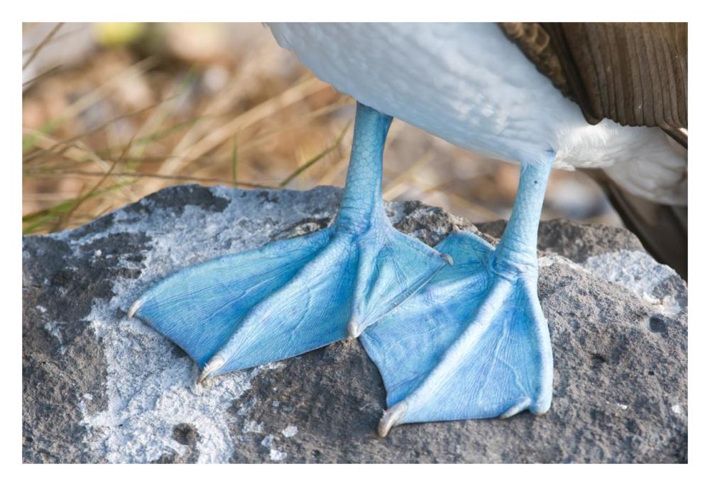 Blue-Footed Booby Feet, Galapagos Islands, Ecuador-Paper Art-32X22