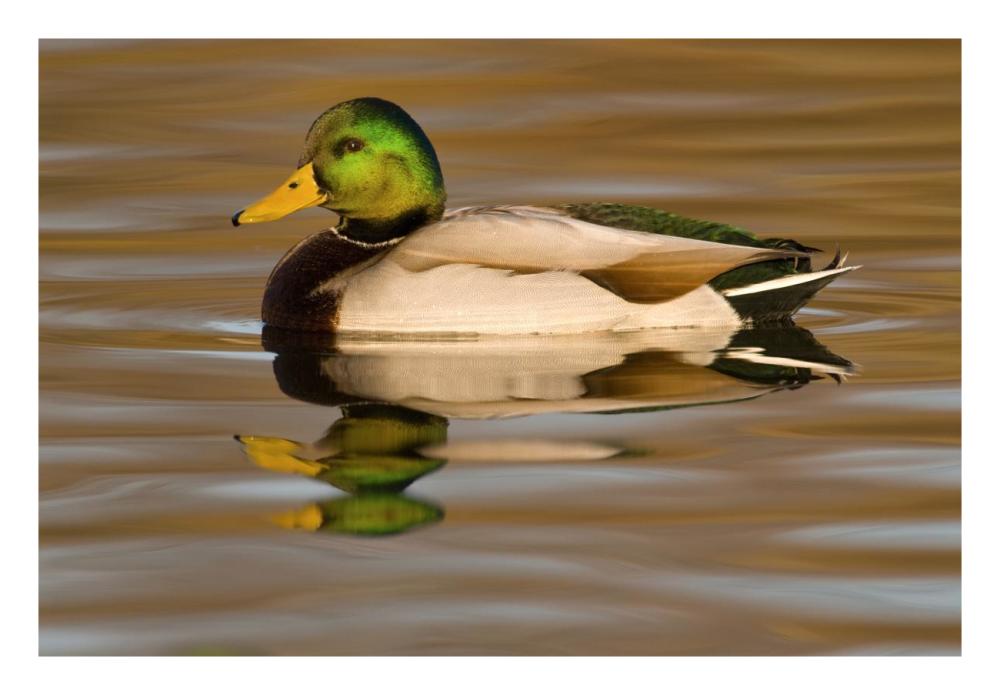 Mallard Swimming, Kellogg Bird Sanctuary, Michigan-Paper Art-26X18