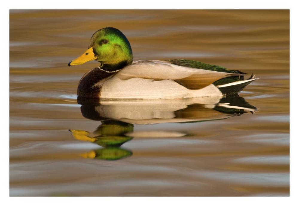 Mallard Swimming, Kellogg Bird Sanctuary, Michigan-Paper Art-32X22