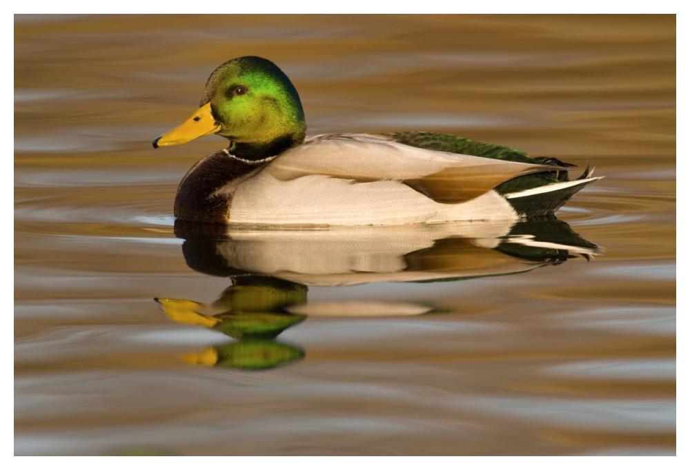 Mallard Swimming, Kellogg Bird Sanctuary, Michigan-Paper Art-50X34