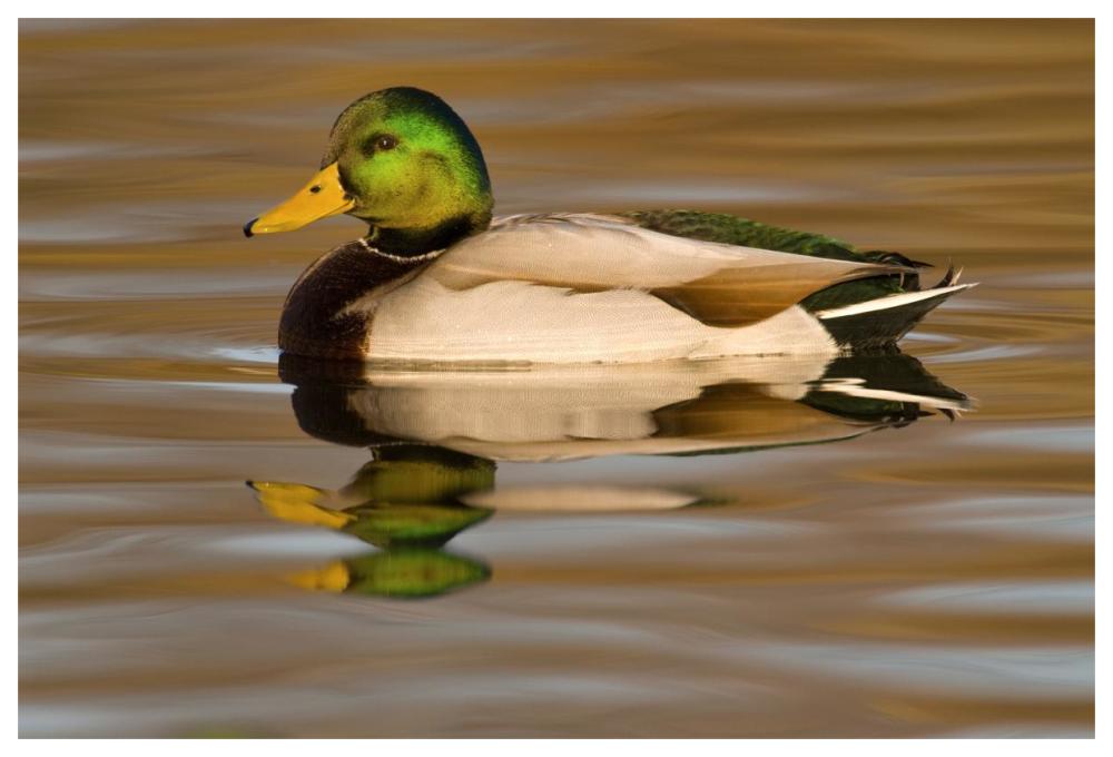 Mallard Swimming, Kellogg Bird Sanctuary, Michigan-Paper Art-62X42