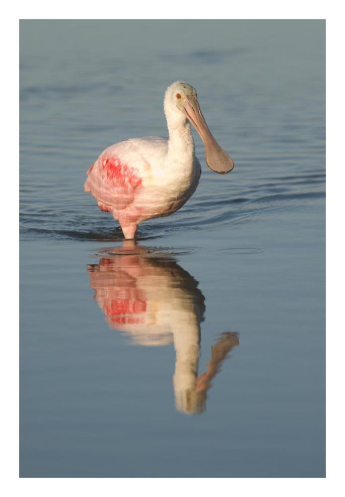 Roseate Spoonbill Wading, Fort Myers Beach, Florida-Paper Art-18X26