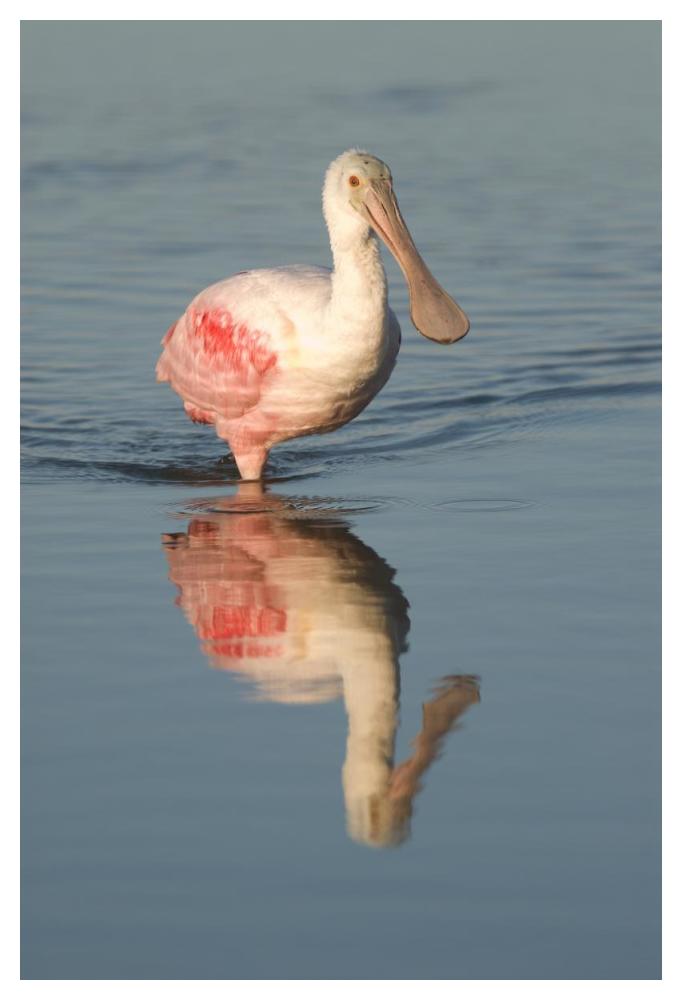 Roseate Spoonbill Wading, Fort Myers Beach, Florida-Paper Art-34X50