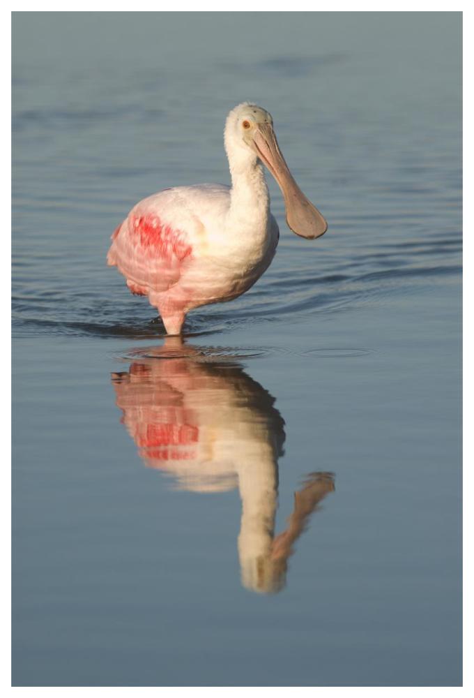 Roseate Spoonbill Wading, Fort Myers Beach, Florida-Paper Art-42X62