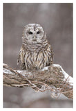 Barred Owl In Winter, Howell Nature Center, Michigan-Paper Art-14X20