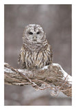 Barred Owl In Winter, Howell Nature Center, Michigan-Paper Art-18X26