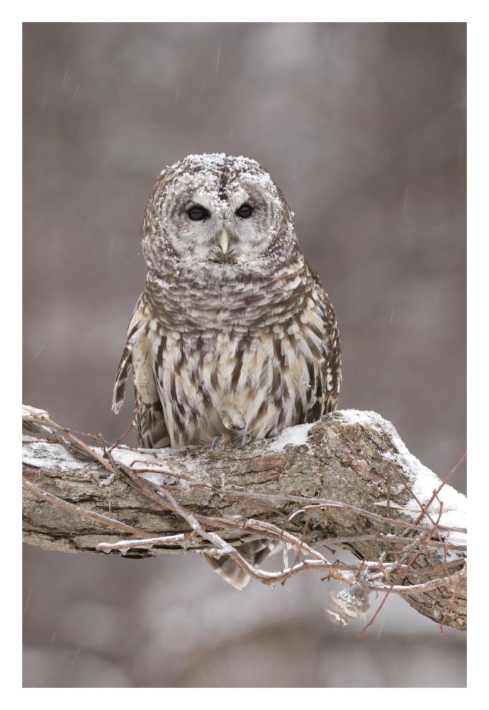 Barred Owl In Winter, Howell Nature Center, Michigan-Paper Art-22X32