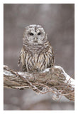 Barred Owl In Winter, Howell Nature Center, Michigan-Paper Art-22X32