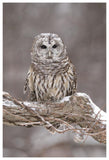 Barred Owl In Winter, Howell Nature Center, Michigan-Paper Art-42X62