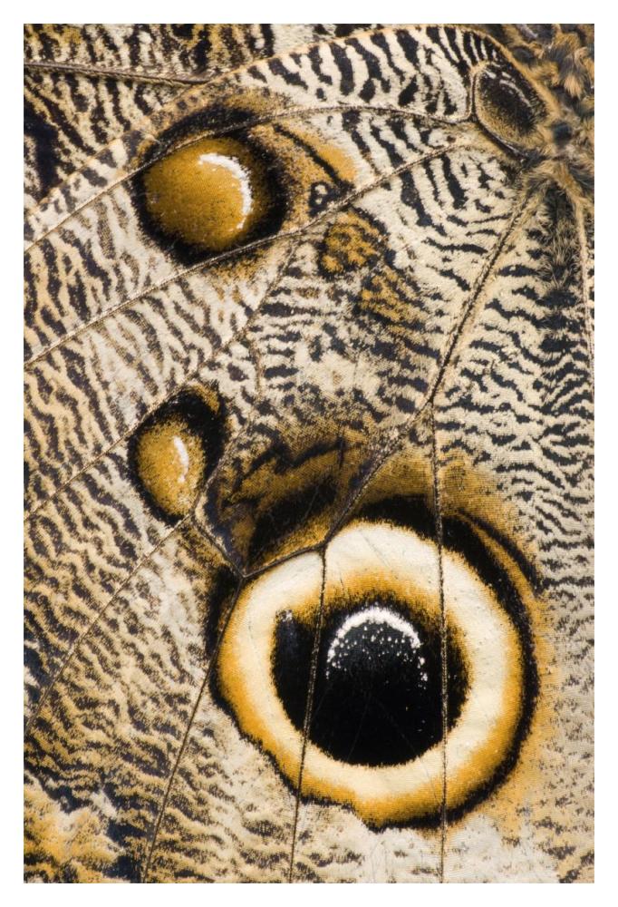 Atreus Owl Butterfly Wing With False Eyespot, Ecuador-Paper Art-14X20