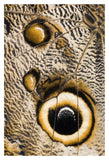 Atreus Owl Butterfly Wing With False Eyespot, Ecuador-Paper Art-14X20
