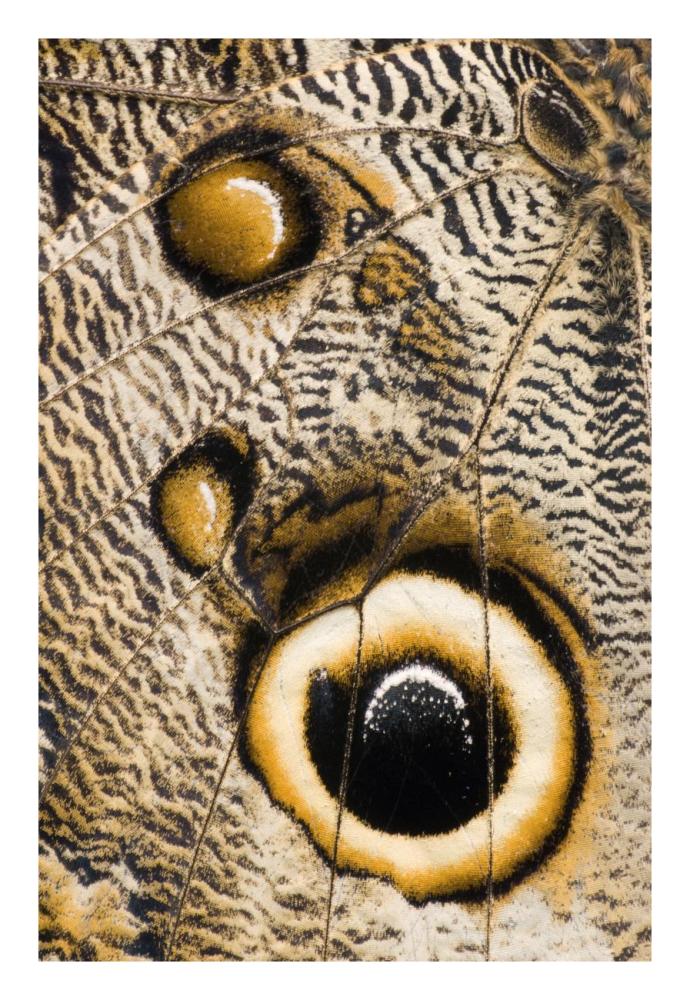 Atreus Owl Butterfly Wing With False Eyespot, Ecuador-Paper Art-18X26