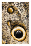 Atreus Owl Butterfly Wing With False Eyespot, Ecuador-Paper Art-18X26