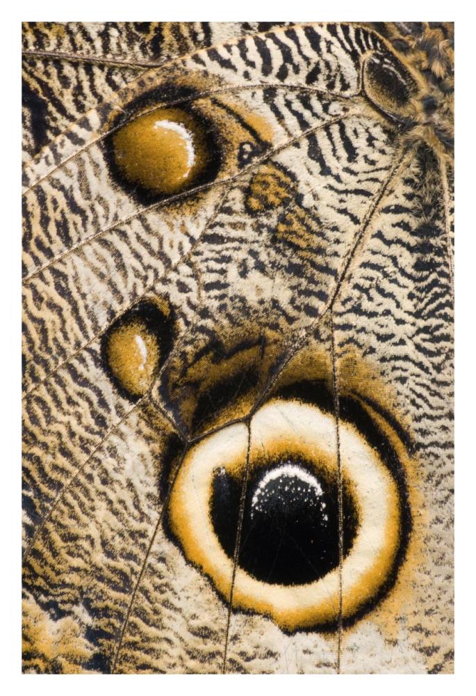 Atreus Owl Butterfly Wing With False Eyespot, Ecuador-Paper Art-22X32