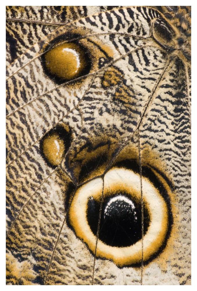 Atreus Owl Butterfly Wing With False Eyespot, Ecuador-Paper Art-34X50
