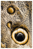Atreus Owl Butterfly Wing With False Eyespot, Ecuador-Paper Art-34X50