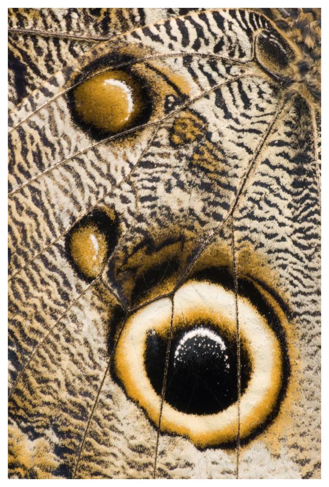 Atreus Owl Butterfly Wing With False Eyespot, Ecuador-Paper Art-42X62