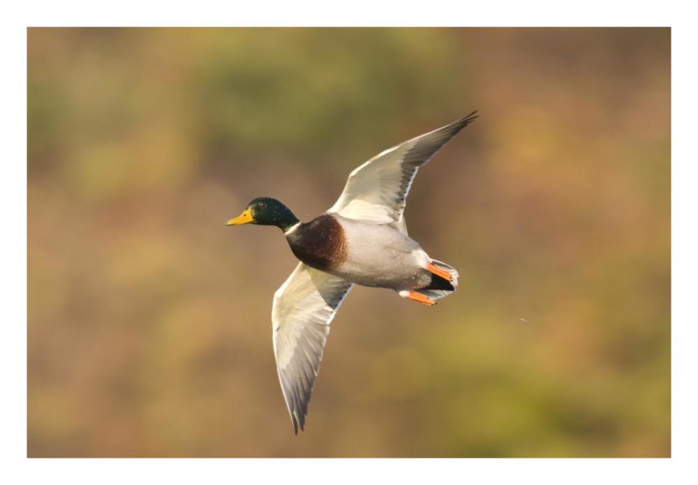 Mallard Male Flying, Kellogg Bird Sanctuary, Michigan-Paper Art-26X18