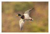Mallard Male Flying, Kellogg Bird Sanctuary, Michigan-Paper Art-32X22