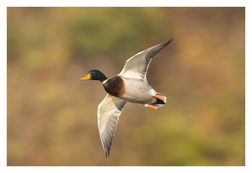 Mallard Male Flying, Kellogg Bird Sanctuary, Michigan-Paper Art-38X26
