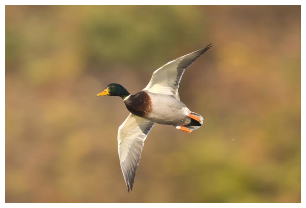Mallard Male Flying, Kellogg Bird Sanctuary, Michigan-Paper Art-62X42