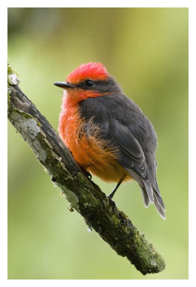 Vermilion Flycatcher Male, Galapagos Islands, Ecuador-Paper Art-14X20