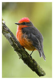 Vermilion Flycatcher Male, Galapagos Islands, Ecuador-Paper Art-14X20