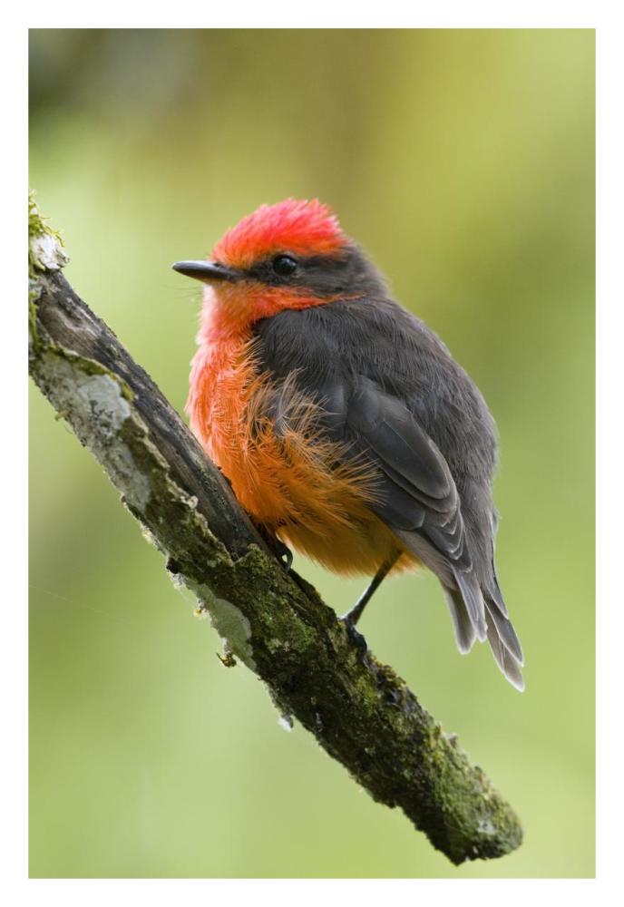 Vermilion Flycatcher Male, Galapagos Islands, Ecuador-Paper Art-22X32