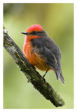 Vermilion Flycatcher Male, Galapagos Islands, Ecuador-Paper Art-26X38