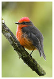 Vermilion Flycatcher Male, Galapagos Islands, Ecuador-Paper Art-34X50
