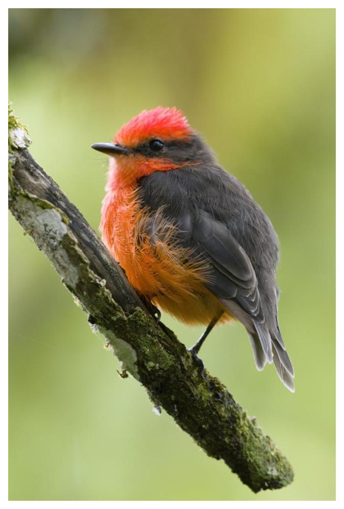 Vermilion Flycatcher Male, Galapagos Islands, Ecuador-Paper Art-42X62