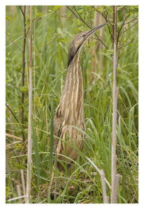 American Bittern, Magee Marsh Wildlife Area, Michigan-Paper Art-14X20