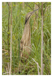 American Bittern, Magee Marsh Wildlife Area, Michigan-Paper Art-14X20