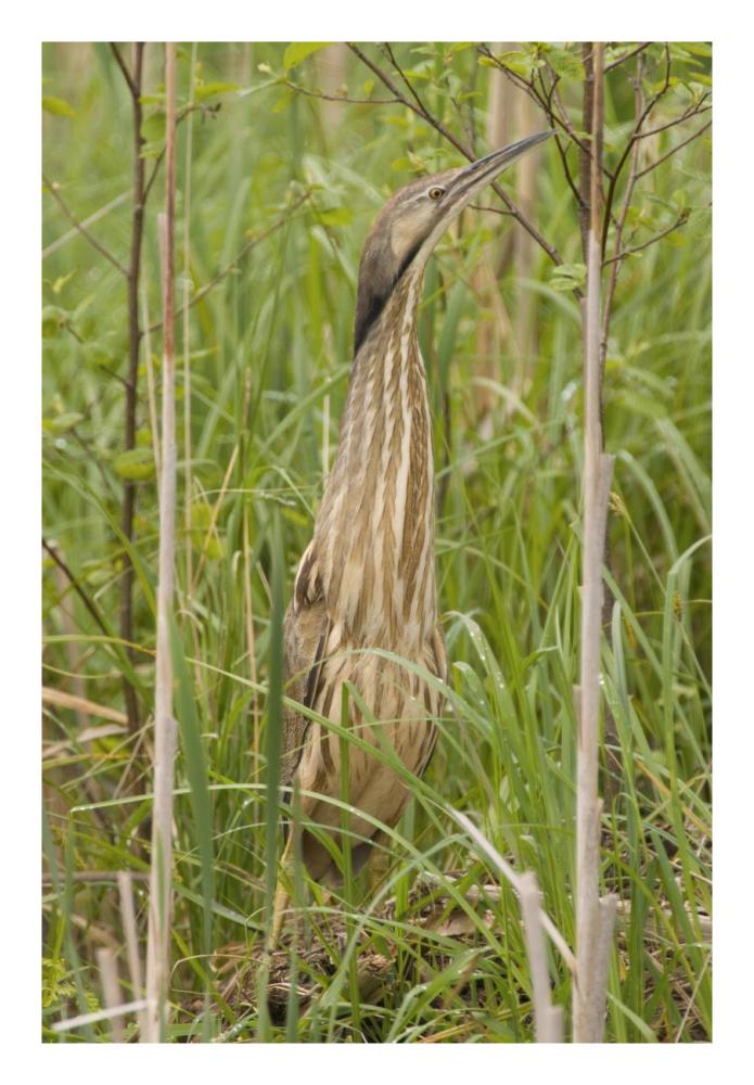 American Bittern, Magee Marsh Wildlife Area, Michigan-Paper Art-18X26