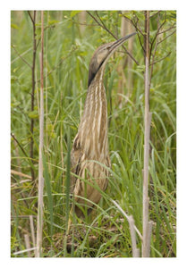 American Bittern, Magee Marsh Wildlife Area, Michigan-Paper Art-18X26