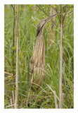 American Bittern, Magee Marsh Wildlife Area, Michigan-Paper Art-18X26