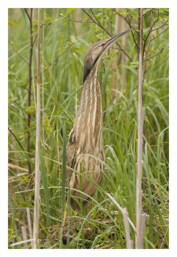 American Bittern, Magee Marsh Wildlife Area, Michigan-Paper Art-22X32