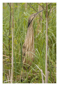 American Bittern, Magee Marsh Wildlife Area, Michigan-Paper Art-22X32