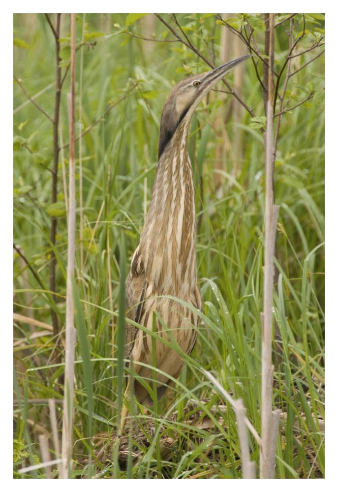 American Bittern, Magee Marsh Wildlife Area, Michigan-Paper Art-26X38