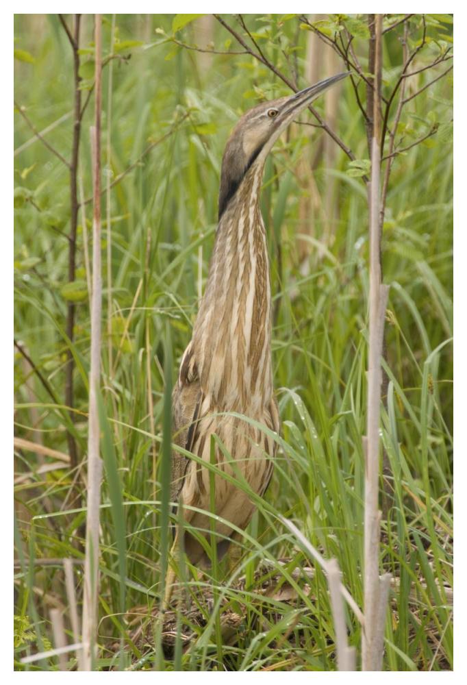 American Bittern, Magee Marsh Wildlife Area, Michigan-Paper Art-34X50