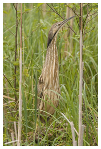 American Bittern, Magee Marsh Wildlife Area, Michigan-Paper Art-34X50