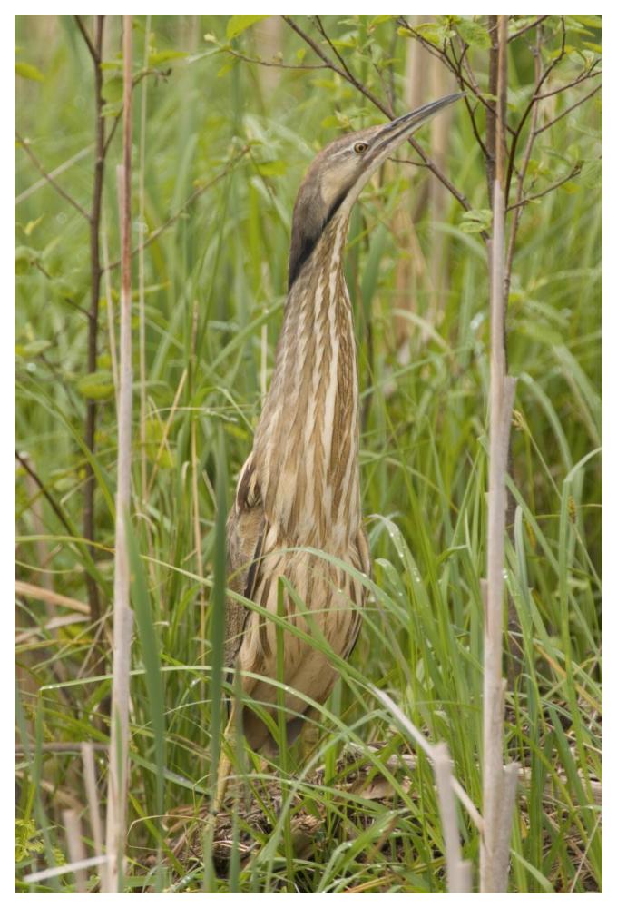 American Bittern, Magee Marsh Wildlife Area, Michigan-Paper Art-42X62