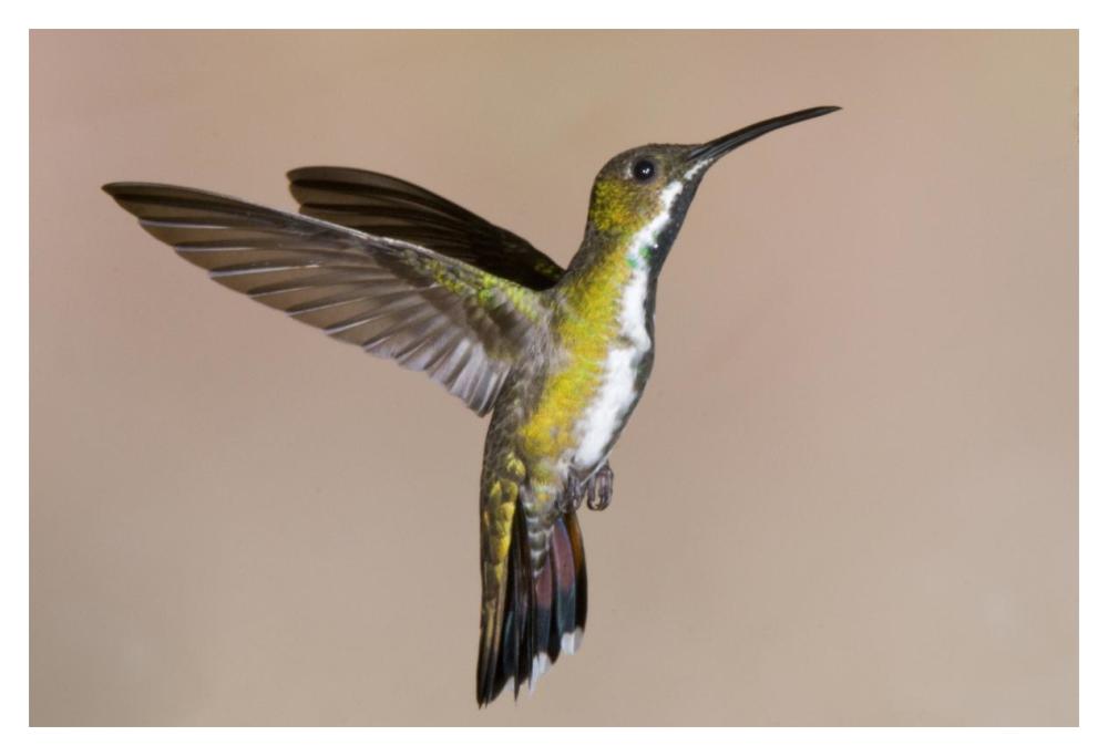 Veraguan Mango Hummmingbird Female Flying, Costa Rica-Paper Art-20X14