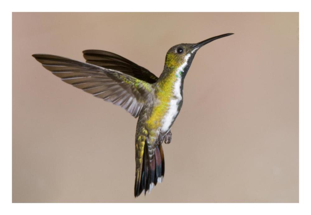 Veraguan Mango Hummmingbird Female Flying, Costa Rica-Paper Art-26X18