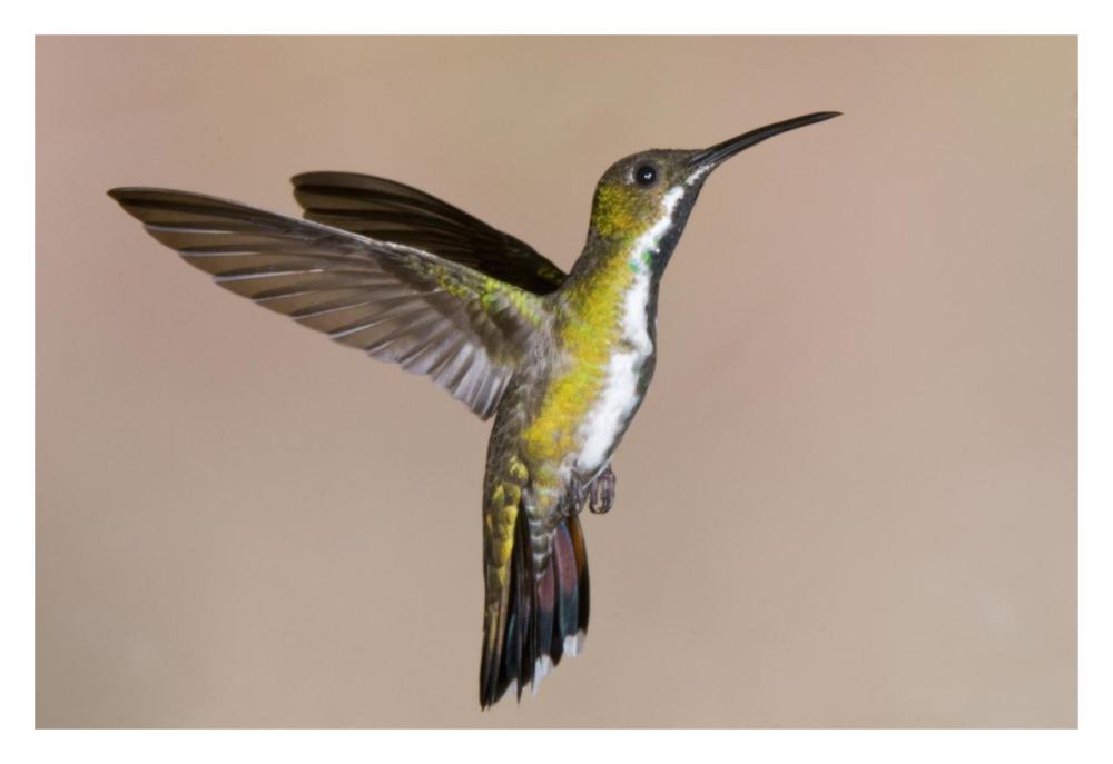 Veraguan Mango Hummmingbird Female Flying, Costa Rica-Paper Art-32X22