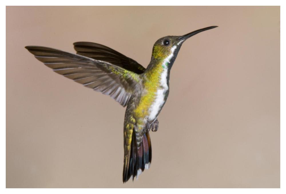 Veraguan Mango Hummmingbird Female Flying, Costa Rica-Paper Art-50X34